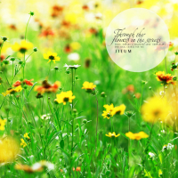 Through the flowers on the street (Single)