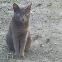 Me bloqueia mas me ama (Single)