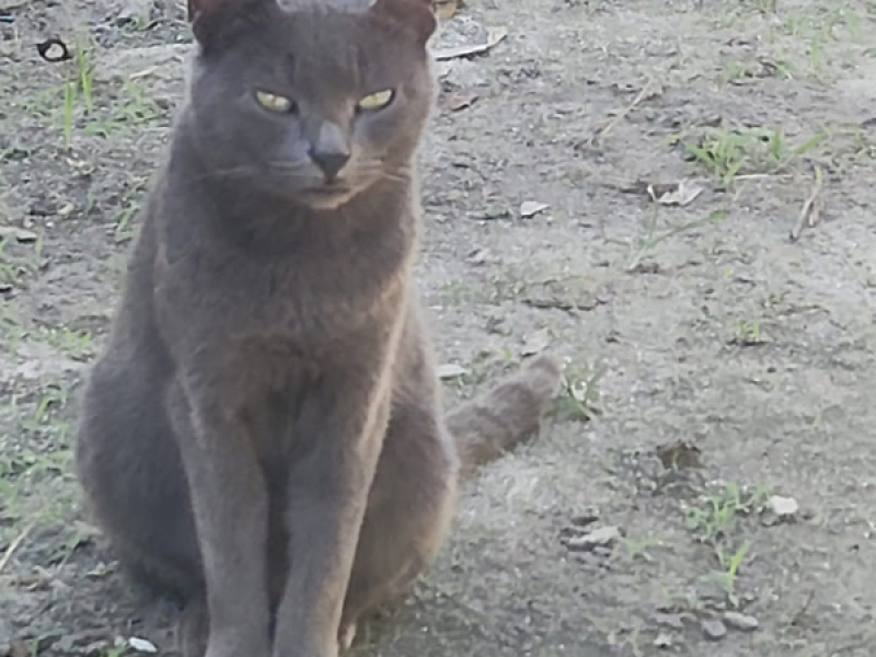 Me bloqueia mas me ama (Single)