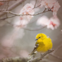 Willow Warbler Singing Bird Sounds for a Happy Mood and Positive Attitude (Single)