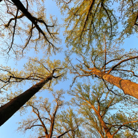 My Heart Sings Anew (Single)