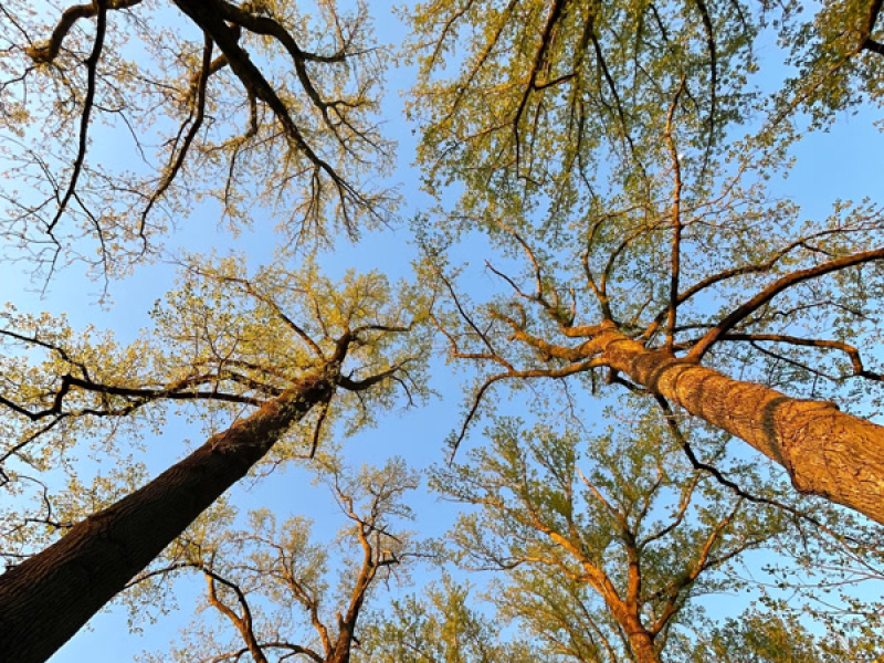 My Heart Sings Anew (Single)