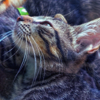 the good cat (Single)