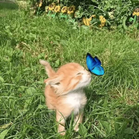 No Love (feat. Lil Wayne, Big Pun, The Game & Curren$y) (Single)