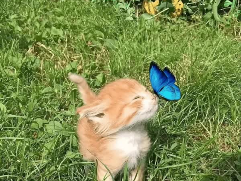 No Love (feat. Lil Wayne, Big Pun, The Game & Curren$y) (Single)