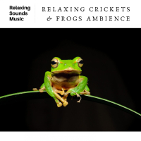 Relaxing Crickets & Frogs Ambience (Single)
