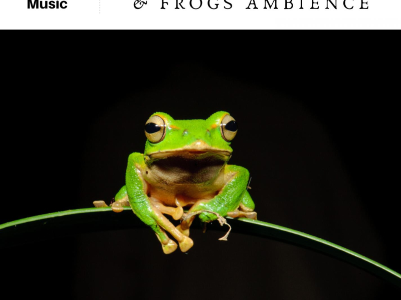 Relaxing Crickets & Frogs Ambience (Single)