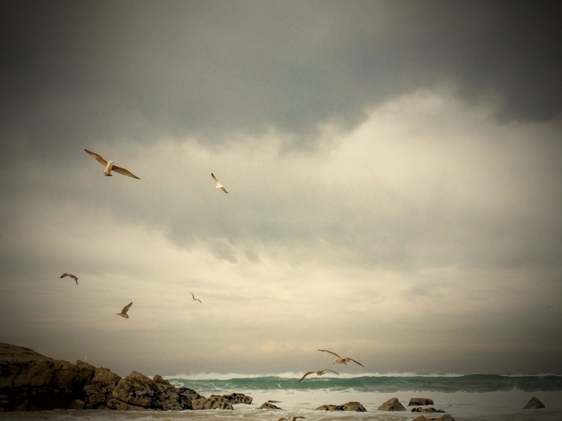 Sound of Sea Waves and Seagulls to Relax and Calm the Mind (Single)