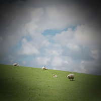 Sheep Baaing Sounds to Relax and Fall Asleep (Single)