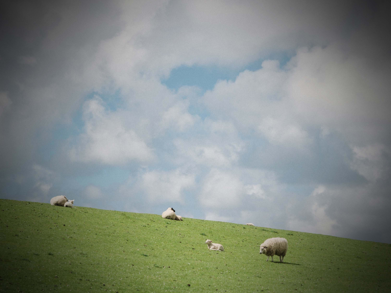 Sheep Baaing Sounds to Relax and Fall Asleep (Single)