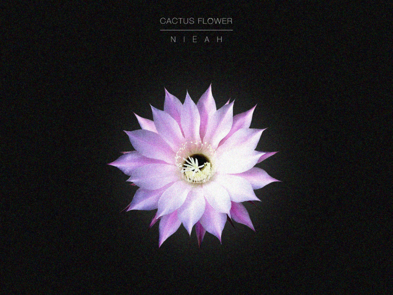 Cactus Flower (Single)