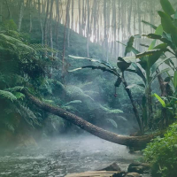 Amazon Rain Forest Nature and Bird Sounds (Single)