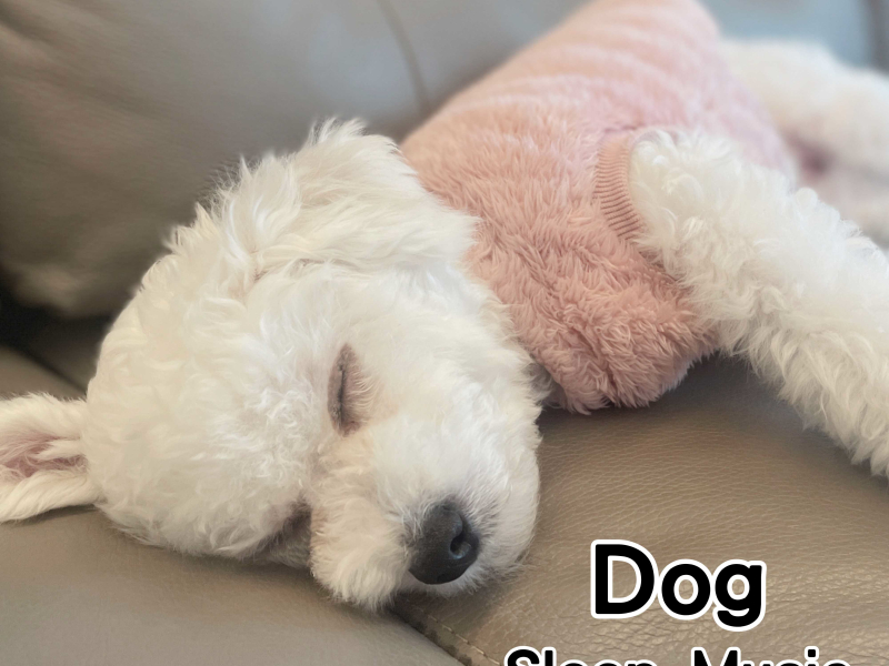 狗狗睡眠音樂 (Dog Sleep Music)