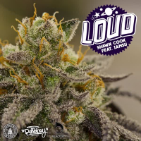 Loud (feat. Iamsu!) (Single)