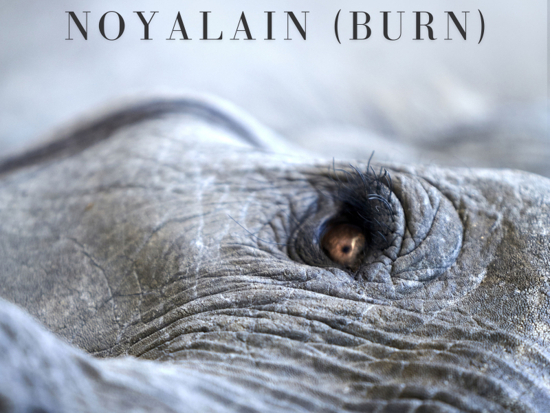 Noyalain (Burn) (Single)