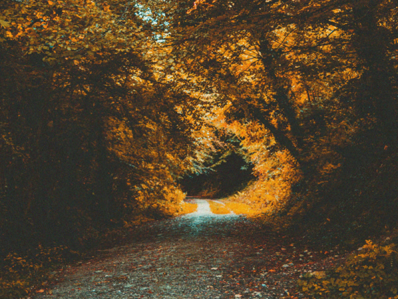 Fall Weather (Single)