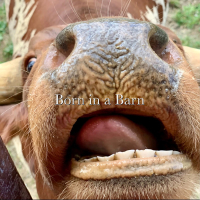 Born in a Barn - Live from The Statue of Liberty (Single)