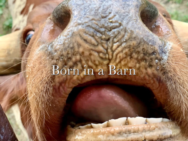 Born in a Barn - Live from The Statue of Liberty (Single)