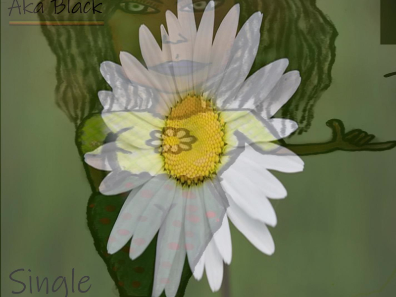 Margarida dub perfumada (Single)