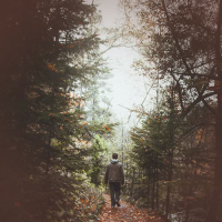 Evening Walk In The Forest with Footsteps and Animal Sounds (Single)