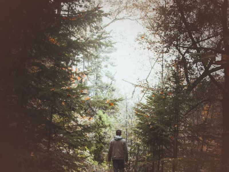 Evening Walk In The Forest with Footsteps and Animal Sounds (Single)