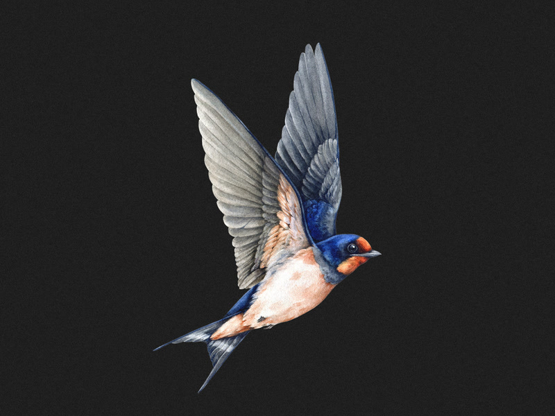 The Lord Will Provide (Single)