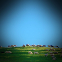 Sounds of Sheep will Help you Relax and Fall Asleep (Single)