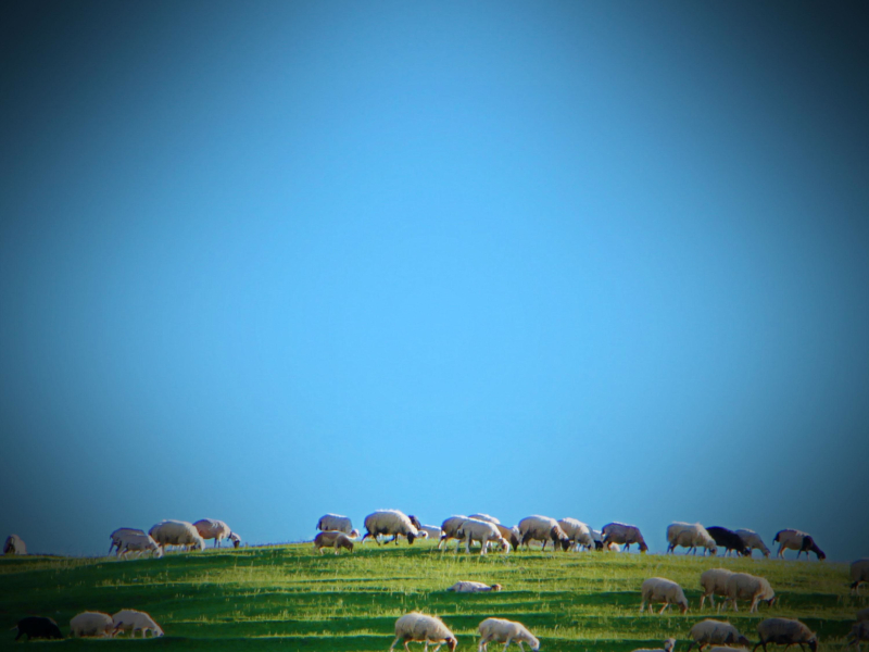 Sounds of Sheep will Help you Relax and Fall Asleep (Single)