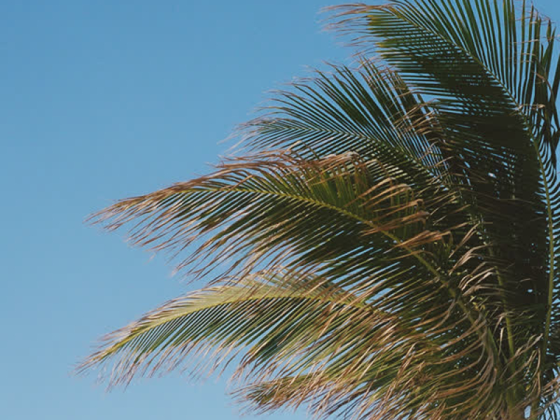 Icimy (Acoustic) (Single)