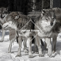 Never Know (Few Wolves VIP remix) (Single)