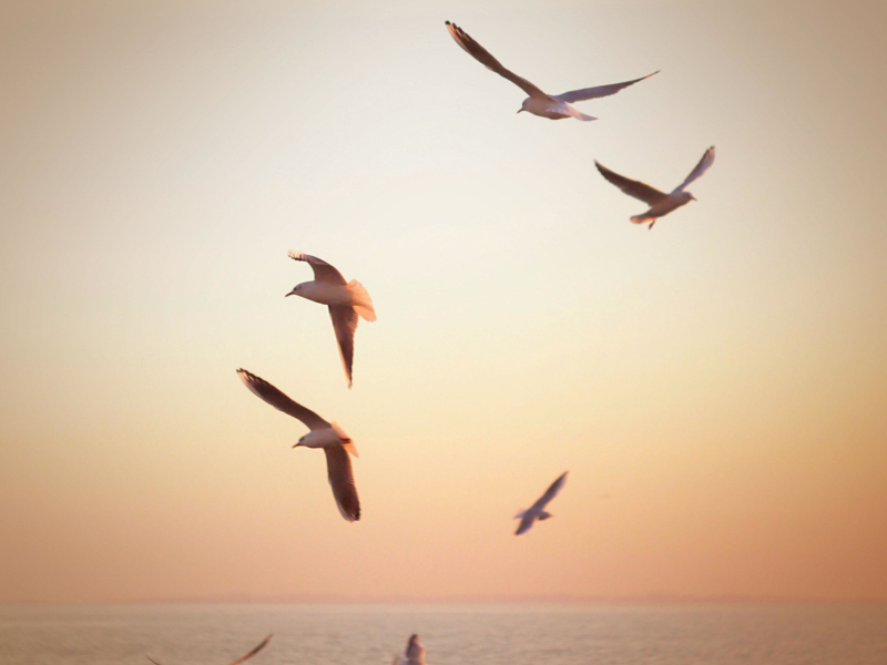 Sea Gull Sounds and Relaxing Sea Waves for Stress Relief and Relaxation (Single)