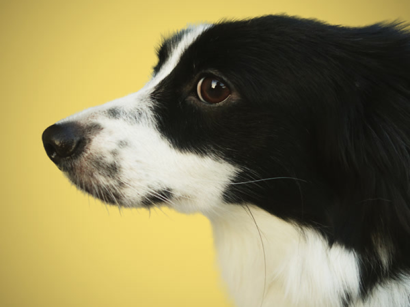 BOY FOREVER (Single)