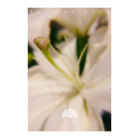 Veil Of Life (Single)