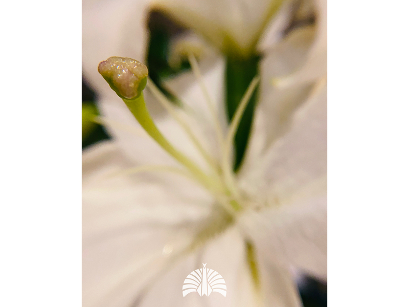 Veil Of Life (Single)