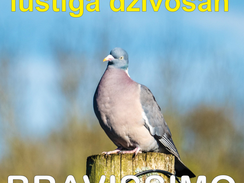 Lustiga Dzivosan (Single)