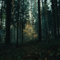 Land Of Plenty (Single)