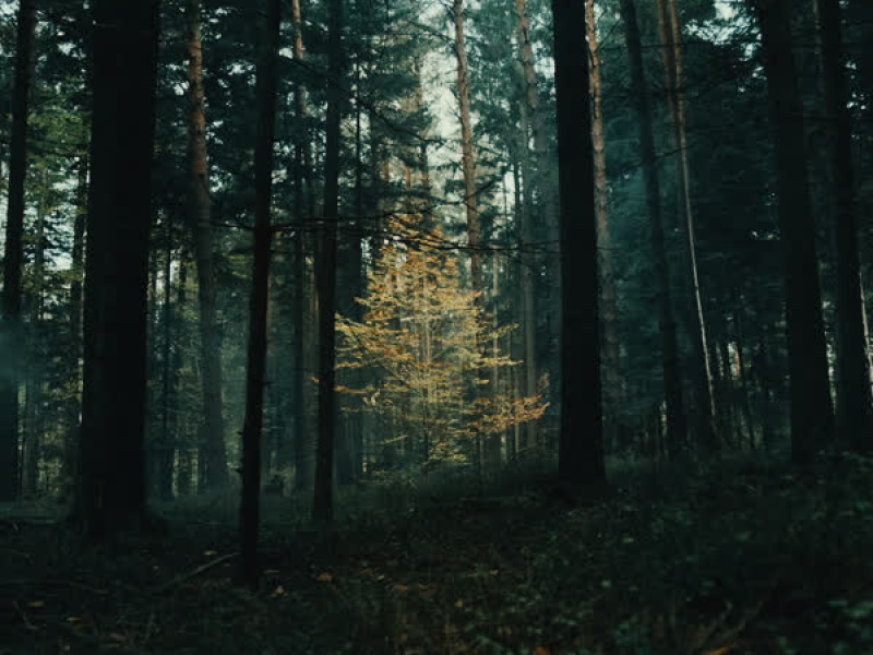 Land Of Plenty (Single)