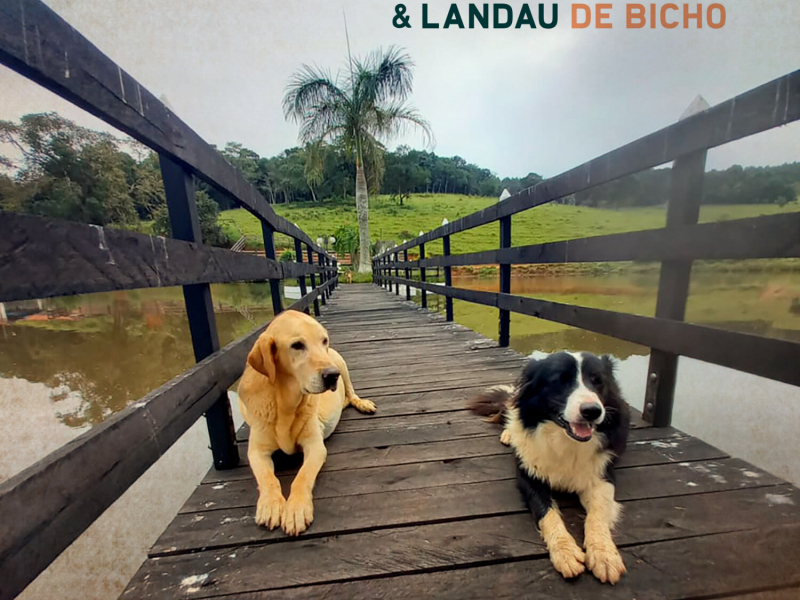 Amizade de Bicho (Single)