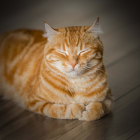 Calming Sound of Cat Purring for Instant Relaxation and Deep Sleep (Single)