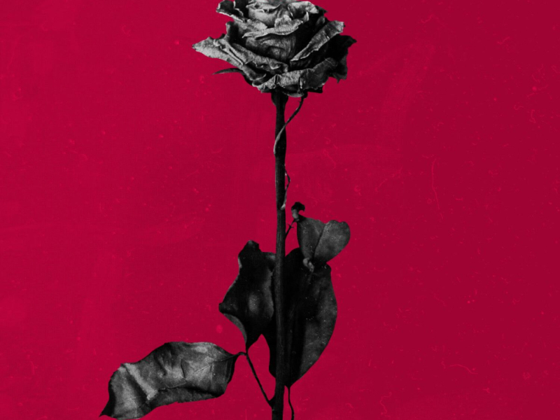 deadroses