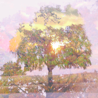 [umbrella] Plant (Single)