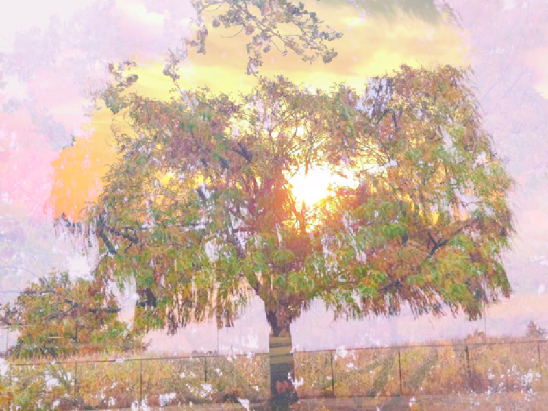 [umbrella] Plant (Single)