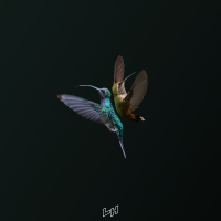 Product of the Wild (Single)