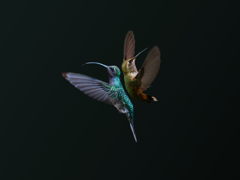 Product of the Wild (Single)