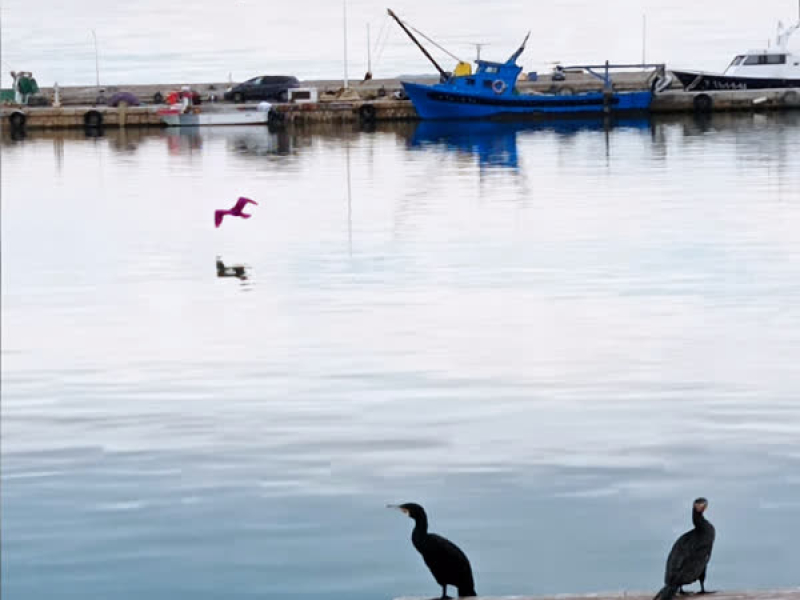 Fuig i Corre (Single)