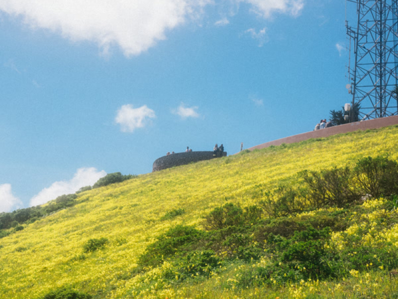 Tower Grove (Single)