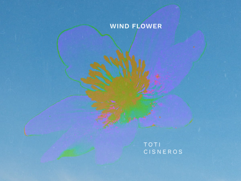 Wind Flower (Single)