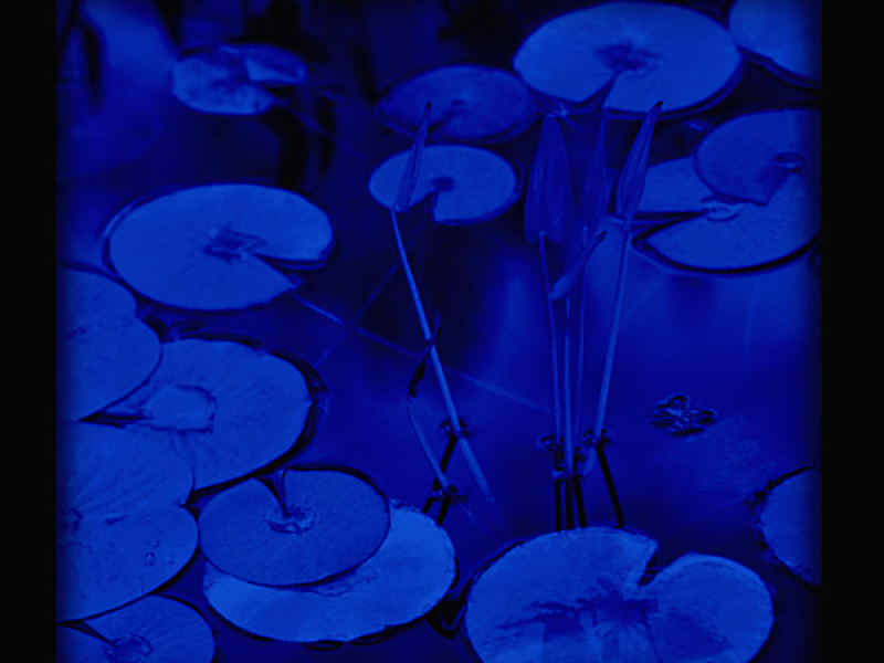 Aquatic Life (Single)