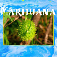 Marijuana (Single)