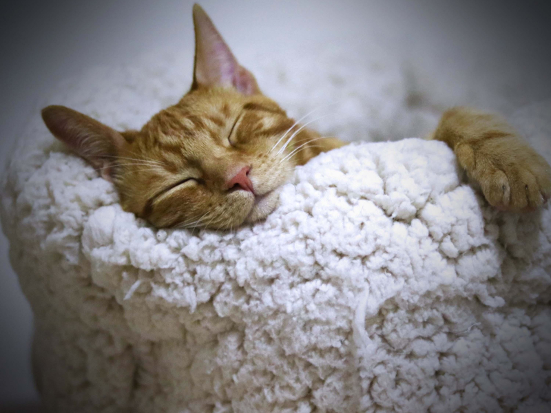 Cat Purring Sound to Relax and Fall Asleep (Single)